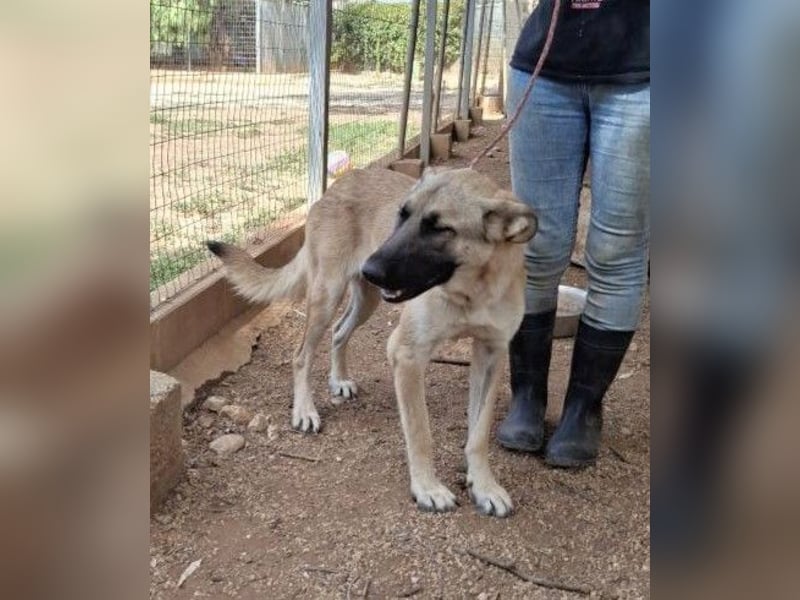 liebste Tara wünscht sich ein sicheres Zuhause