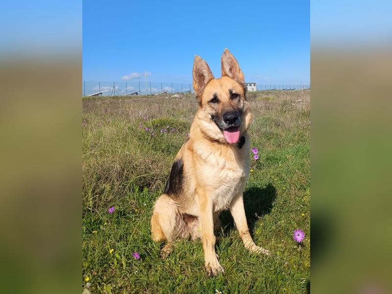 Felicitas sucht ihr sicheres Zuhause