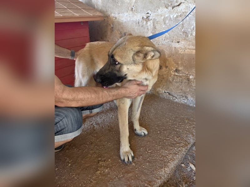 liebste Tara wünscht sich ein sicheres Zuhause