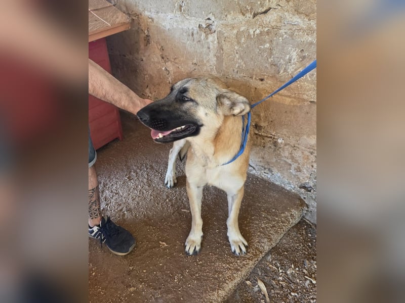 liebste Tara wünscht sich ein sicheres Zuhause