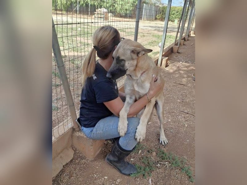 liebste Tara wünscht sich ein sicheres Zuhause