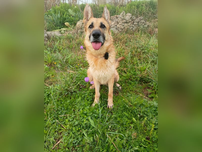 Felicitas sucht ihr sicheres Zuhause