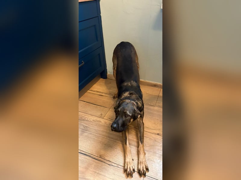 Nicole - befindet sich in einer Pflegestelle in 55765 Birkenfeld