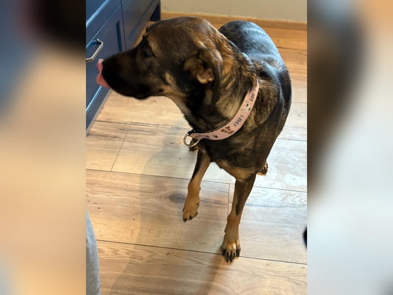 Nicole - befindet sich in einer Pflegestelle in 55765 Birkenfeld