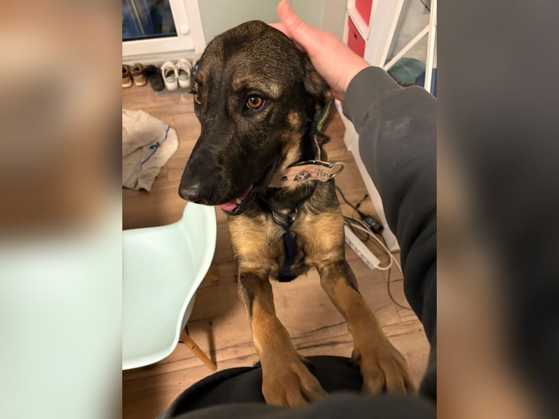 Nicole - befindet sich in einer Pflegestelle in 55765 Birkenfeld