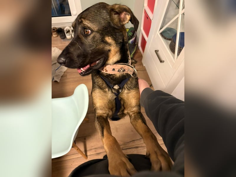 Nicole - befindet sich in einer Pflegestelle in 55765 Birkenfeld