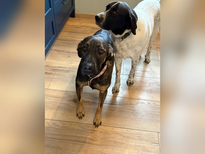 Nicole - befindet sich in einer Pflegestelle in 55765 Birkenfeld