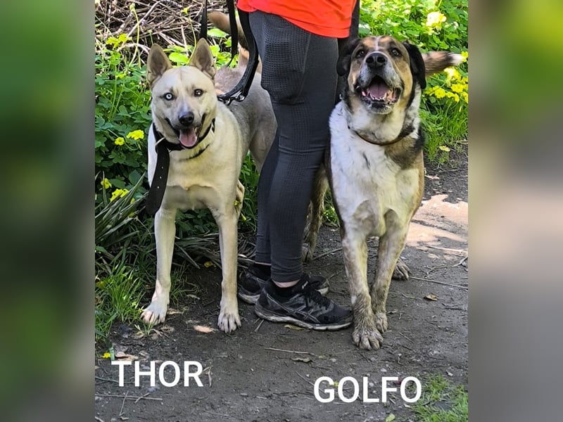 Thor möchte dein Herz im Sturm erobern