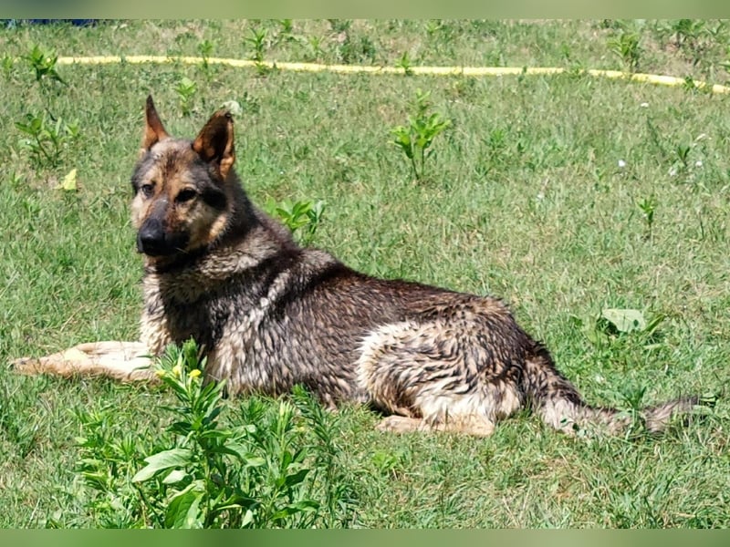 Bonzo möchte zu jemandem gehören...