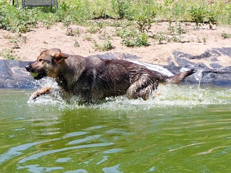 Bonzo möchte zu jemandem gehören...