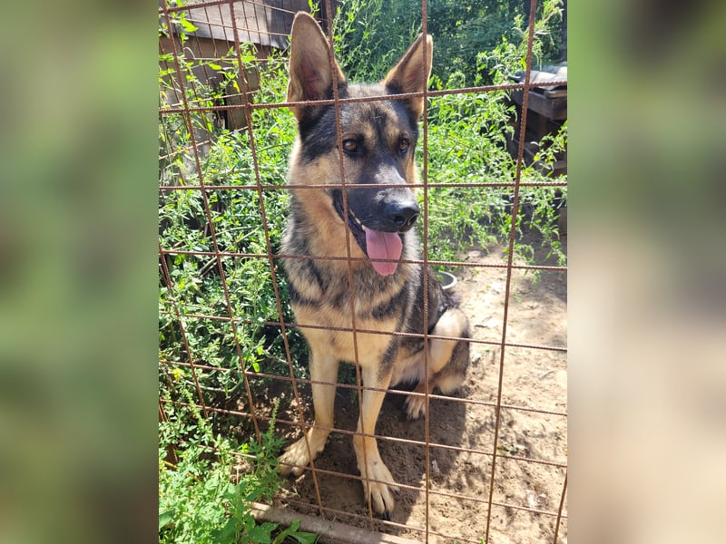 Bonzo, Rüde, sucht seine Menschen