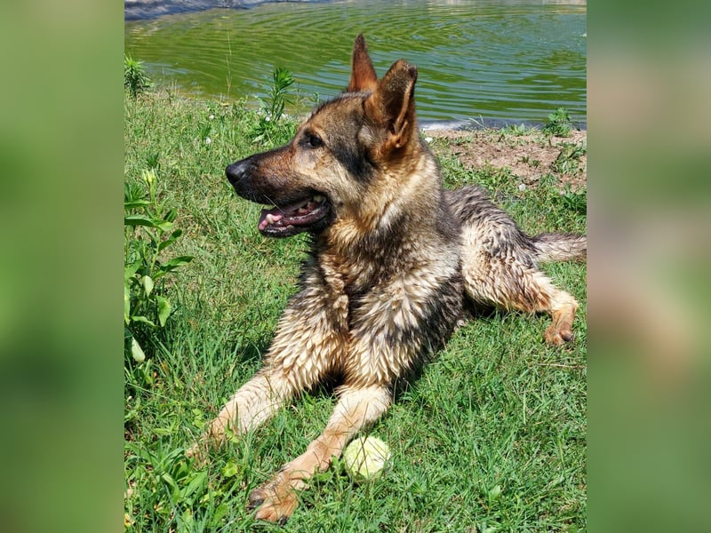 Bonzo, Rüde, sucht seine Menschen