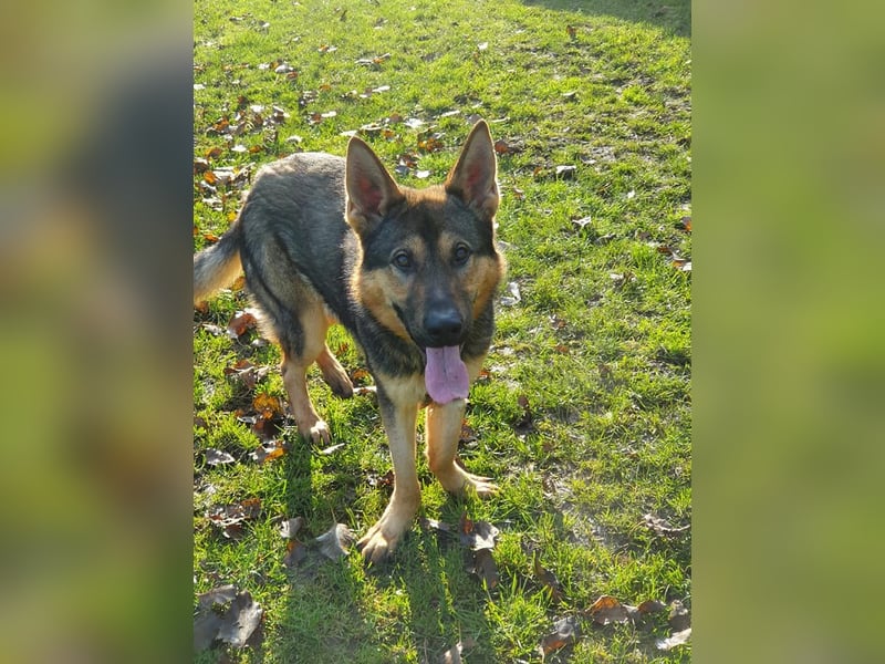 Bonzo möchte zu jemandem gehören...