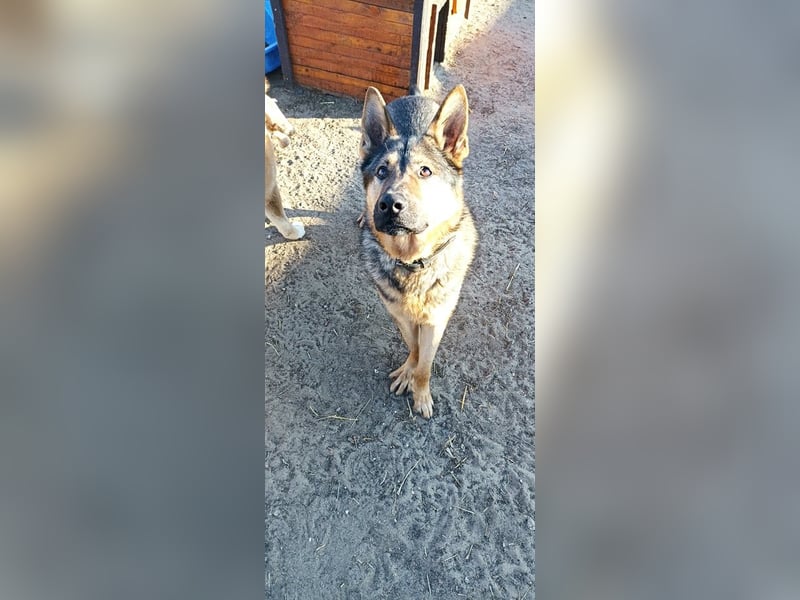 Bonzo möchte zu jemandem gehören...