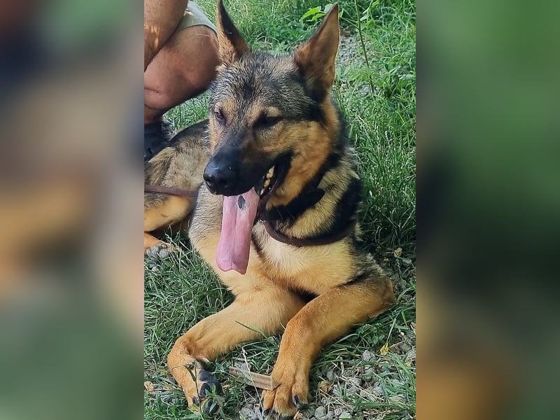 Bonzo, Rüde, sucht seine Menschen