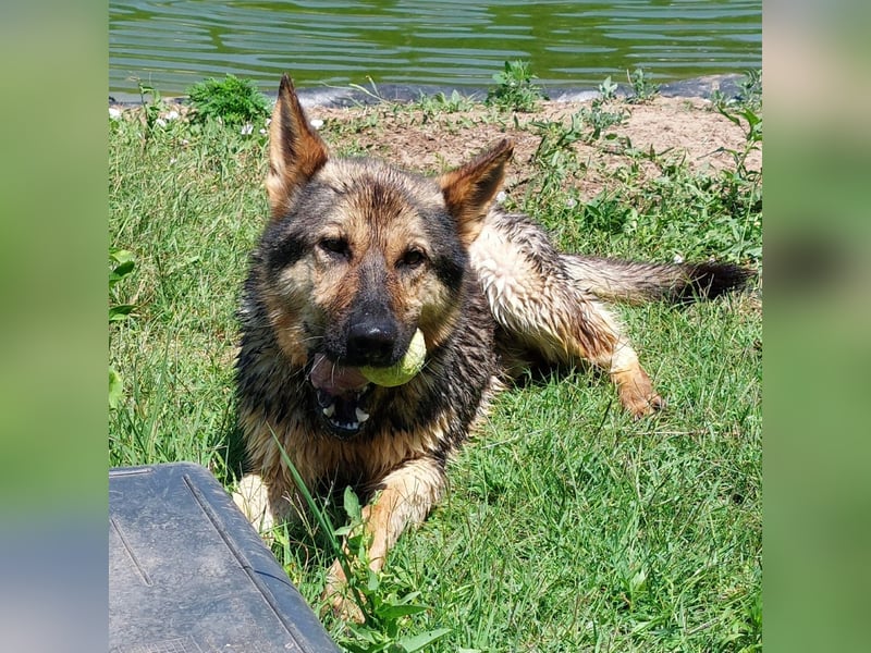 Bonzo möchte zu jemandem gehören...