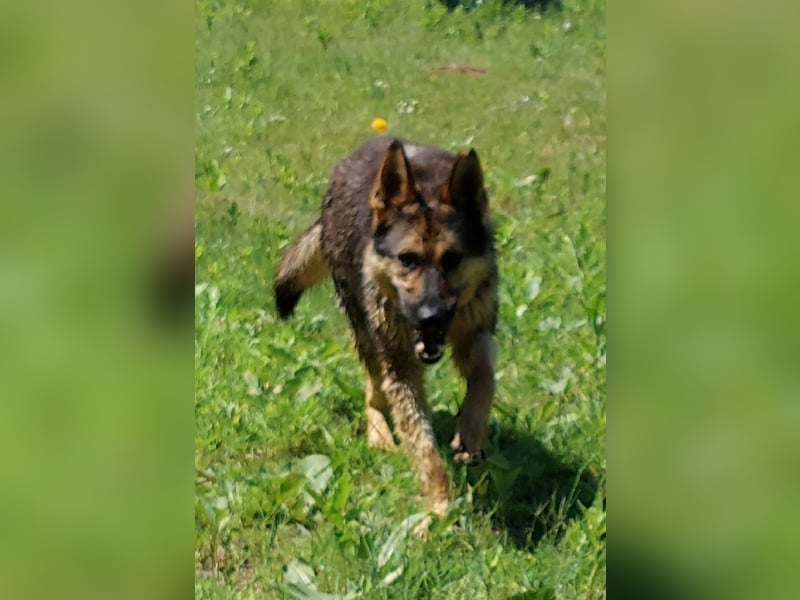 Bonzo, Rüde, sucht seine Menschen