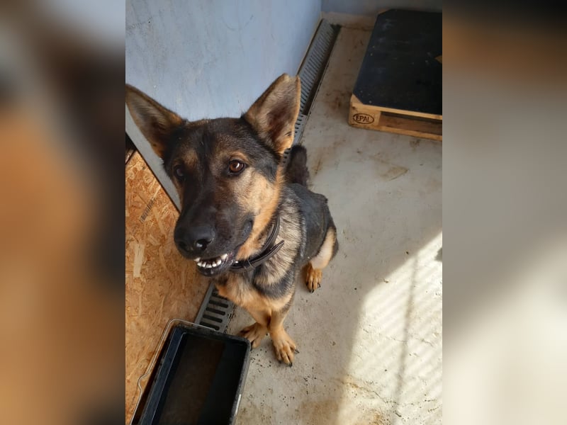 Bonzo möchte zu jemandem gehören...