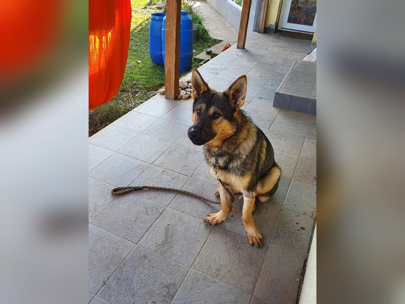 Bonzo, Rüde, sucht seine Menschen