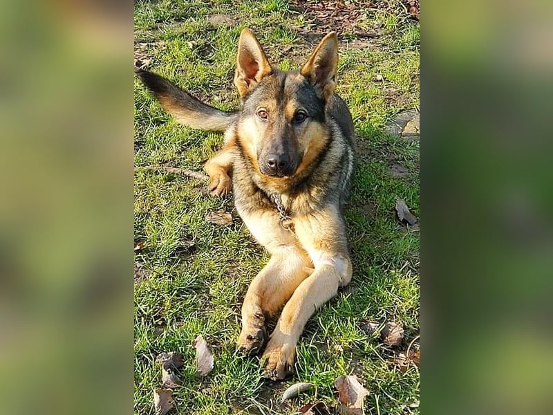 Bonzo, Rüde, sucht seine Menschen