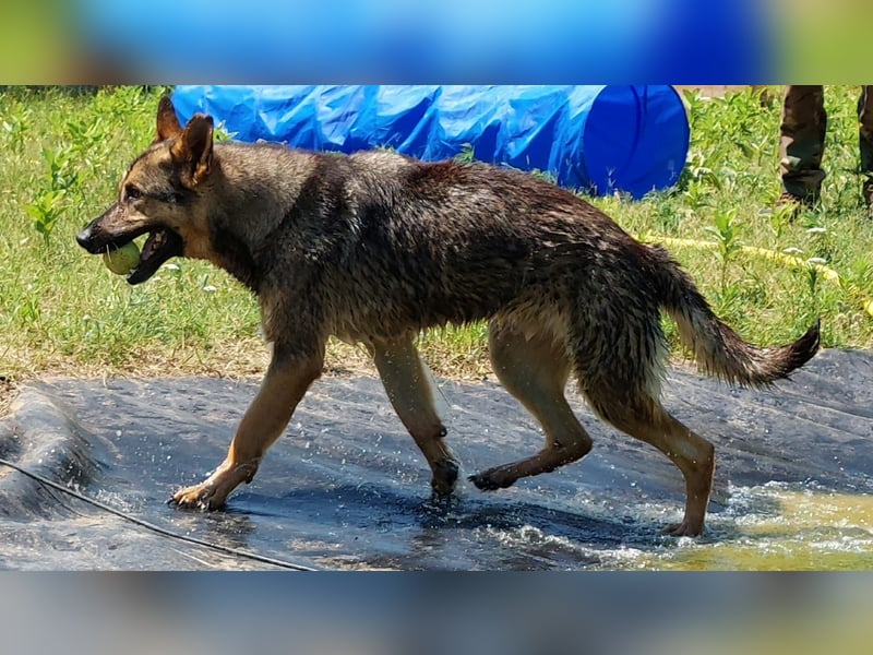 Bonzo möchte zu jemandem gehören...