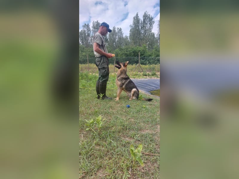 Bonzo möchte zu jemandem gehören...