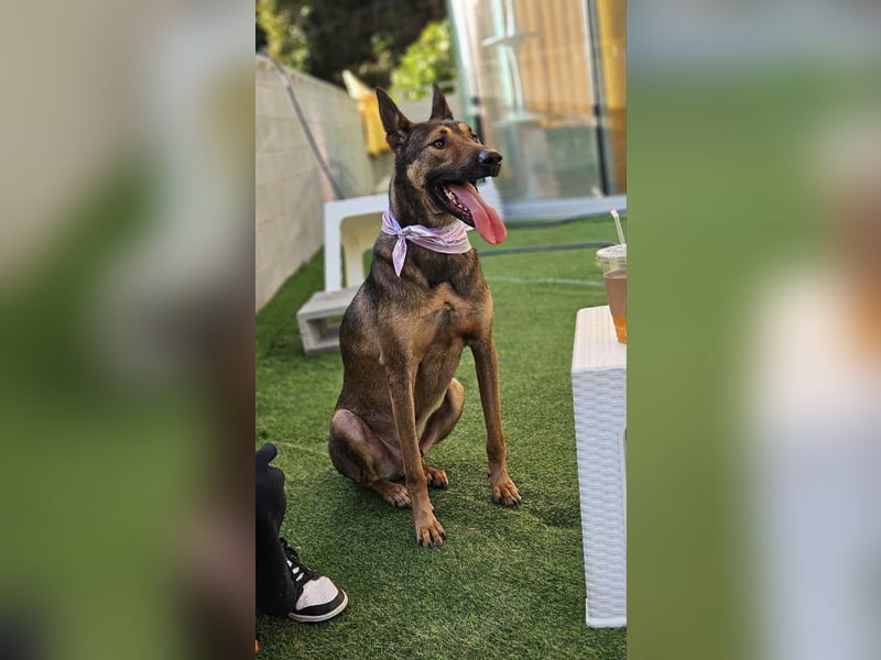 lieber Schäferhund Mix möchte gerne Dein Begleiter sein, 21 geb. 32kg