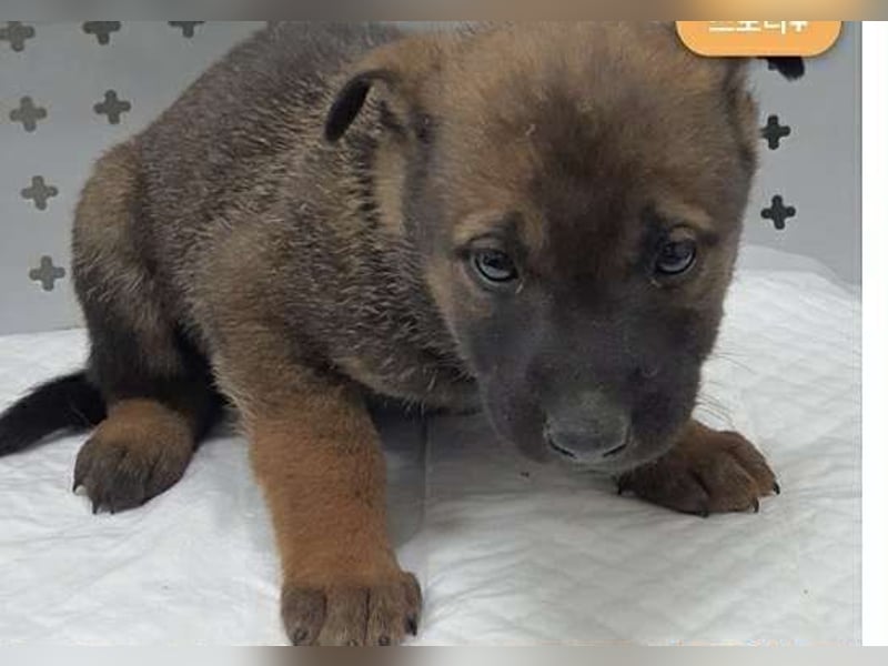 lieber Schäferhund Mix möchte gerne Dein Begleiter sein, 21 geb. 32kg