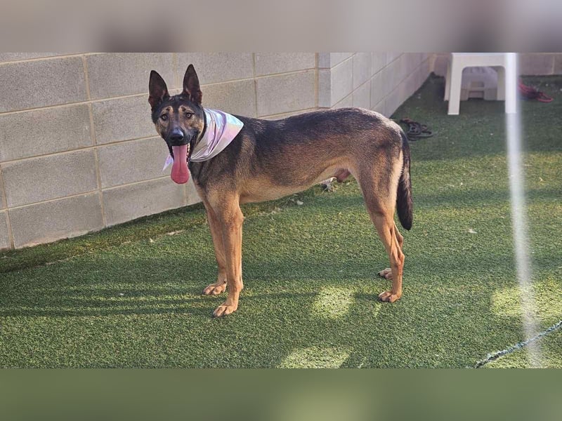 lieber Schäferhund Mix möchte gerne Dein Begleiter sein, 21 geb. 32kg