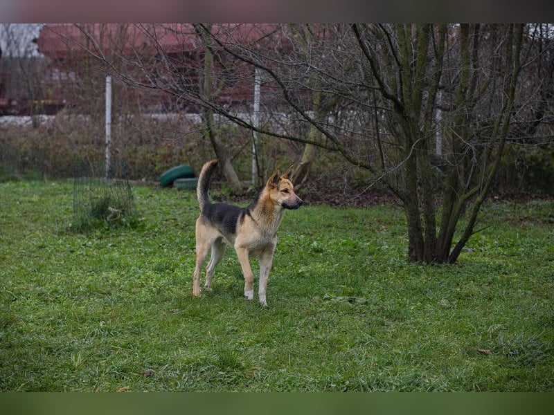 BASTI – Freiheitsliebender Rüde sucht aktive Menschen