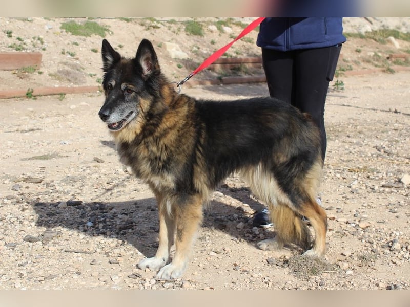 BRIGITTE außergewöhnlich sanfte Traumhündin sucht  liebevolles  Für-immer-Zuhause