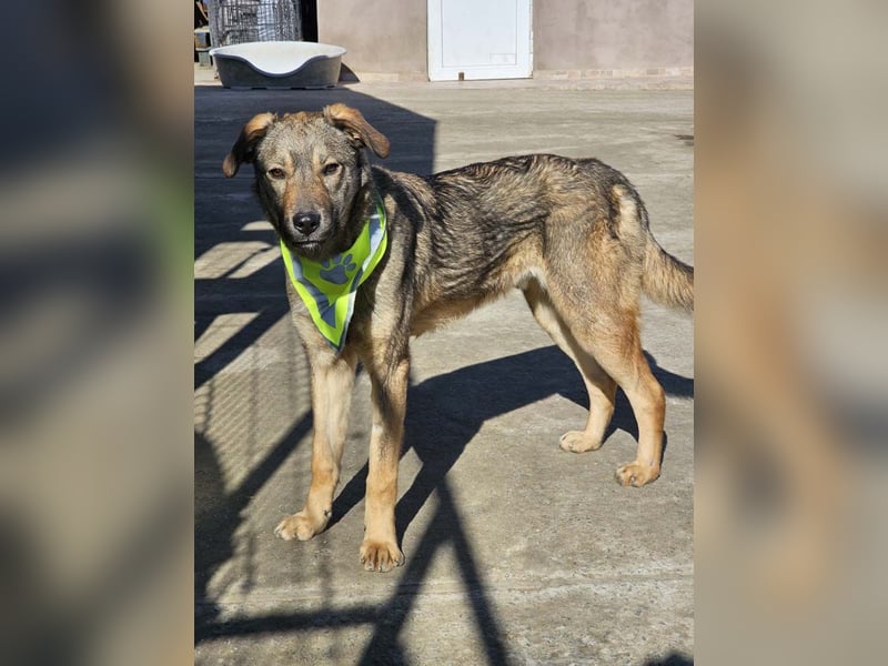 THOR-verspielter, energiegeladener, alberner Hundebub sucht sehnsüchtig sein Zuhause