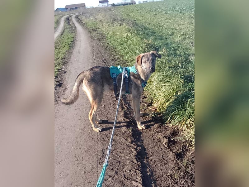 THOR-verspielter, energiegeladener, alberner Hundebub sucht sehnsüchtig sein Zuhause
