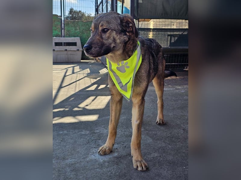 THOR-verspielter, energiegeladener, alberner Hundebub sucht sehnsüchtig sein Zuhause