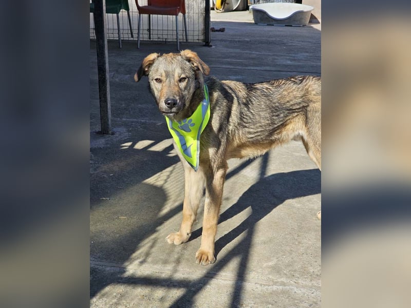 THOR-verspielter, energiegeladener, alberner Hundebub sucht sehnsüchtig sein Zuhause