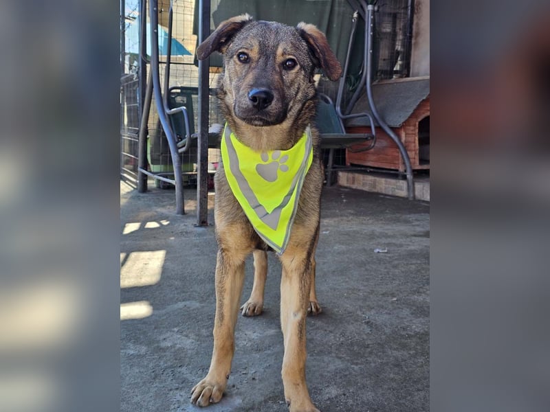 THOR-verspielter, energiegeladener, alberner Hundebub sucht sehnsüchtig sein Zuhause