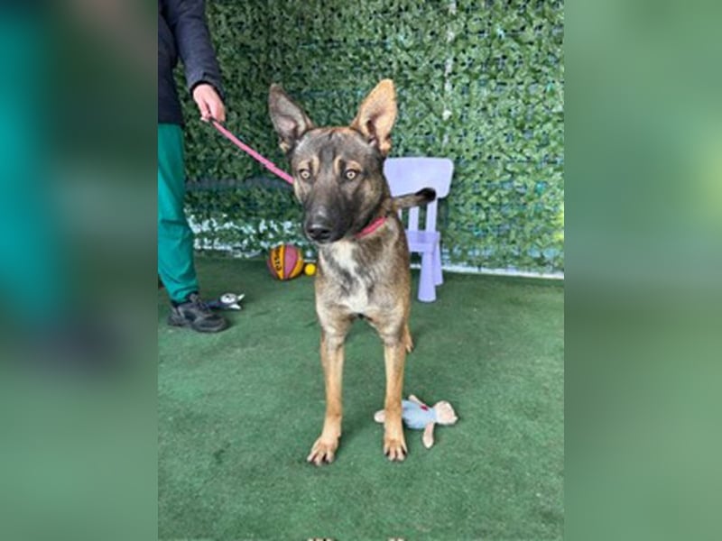 HUNTER-gesellig, verspielt, zutrauich, liebenswert sucht sehnsüchtig seine Familie