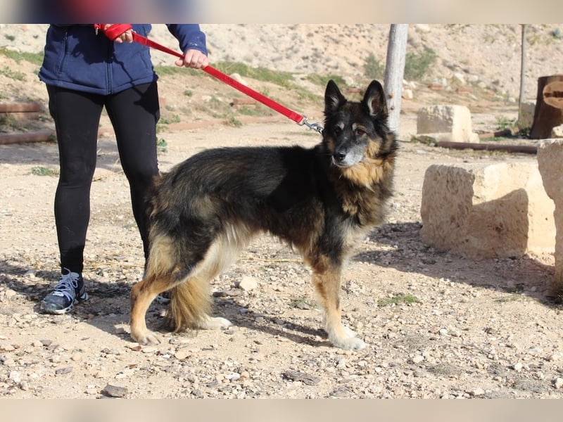 BRIGITTE außergewöhnlich sanfte Traumhündin sucht  liebevolles  Für-immer-Zuhause