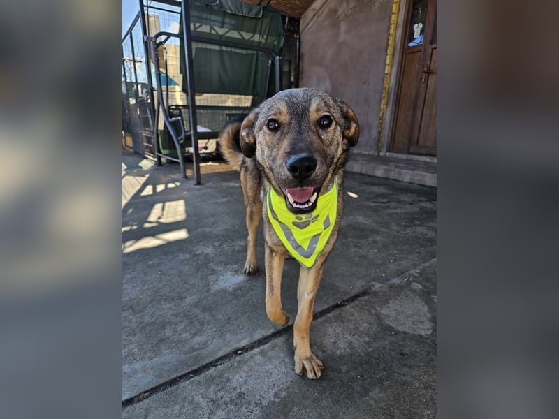 THOR-verspielter, energiegeladener, alberner Hundebub sucht sehnsüchtig sein Zuhause