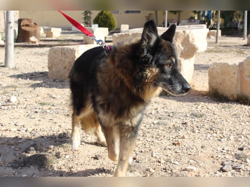 BRIGITTE außergewöhnlich sanfte Traumhündin sucht  liebevolles  Für-immer-Zuhause