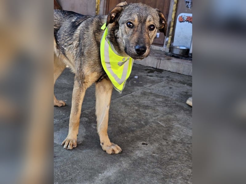 THOR-verspielter, energiegeladener, alberner Hundebub sucht sehnsüchtig sein Zuhause