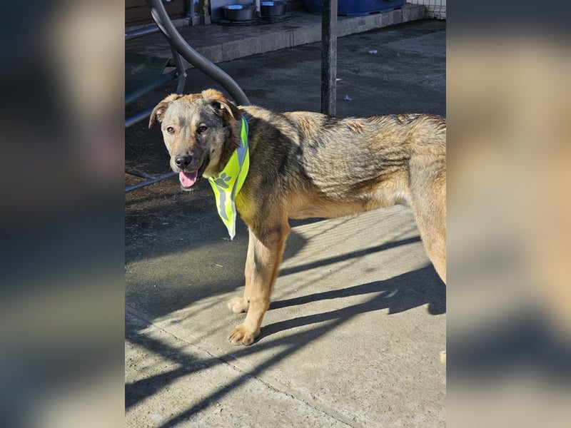 THOR-verspielter, energiegeladener, alberner Hundebub sucht sehnsüchtig sein Zuhause