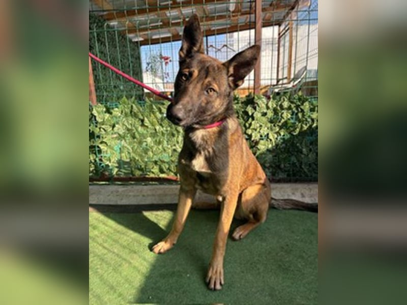 HUNTER-gesellig, verspielt, zutrauich, liebenswert sucht sehnsüchtig seine Familie