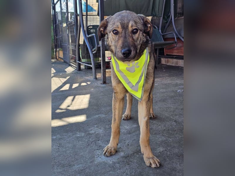 THOR-verspielter, energiegeladener, alberner Hundebub sucht sehnsüchtig sein Zuhause