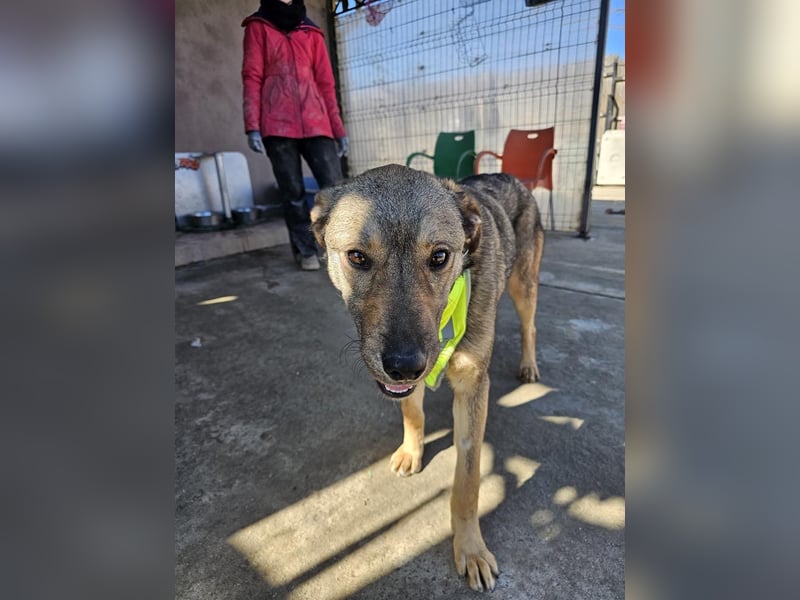 THOR-verspielter, energiegeladener, alberner Hundebub sucht sehnsüchtig sein Zuhause