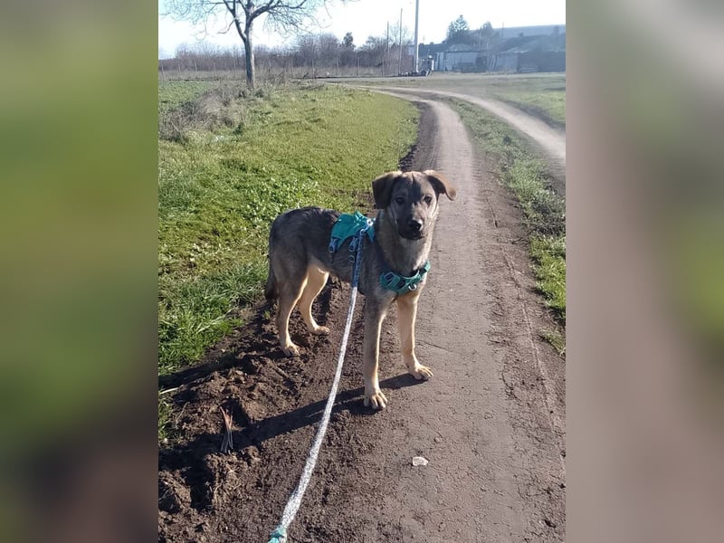 THOR-verspielter, energiegeladener, alberner Hundebub sucht sehnsüchtig sein Zuhause