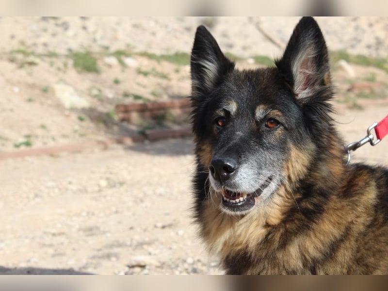 BRIGITTE außergewöhnlich sanfte Traumhündin sucht  liebevolles  Für-immer-Zuhause