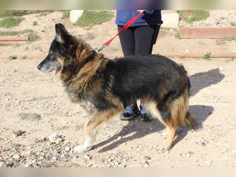 BRIGITTE außergewöhnlich sanfte Traumhündin sucht  liebevolles  Für-immer-Zuhause