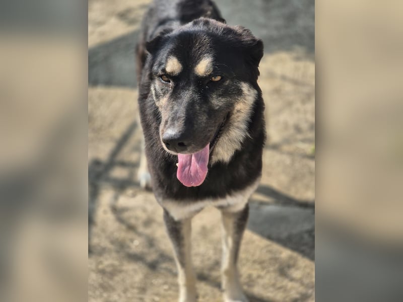 Amy -  wunderschöne Lady mit purer Lebensfreude