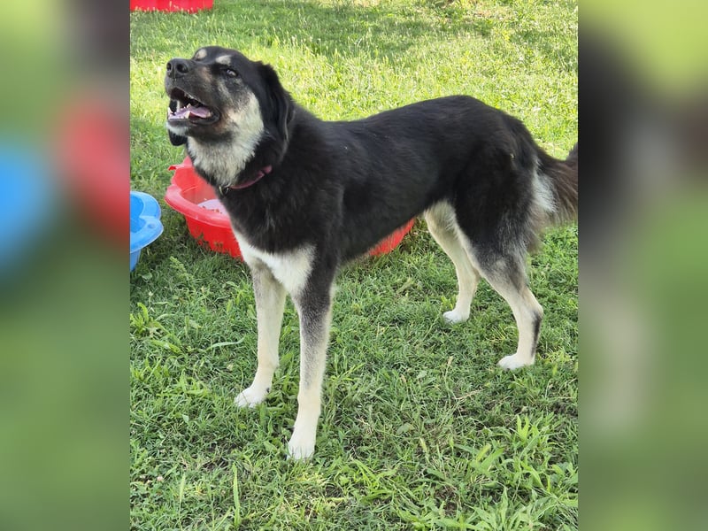 Amy -  wunderschöne Lady mit purer Lebensfreude